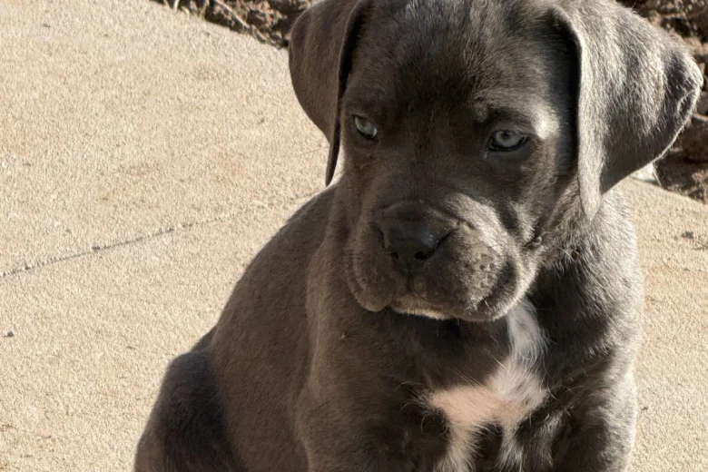 Cane Corso
