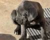 Cane Corso
