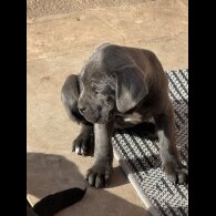 Cane Corso