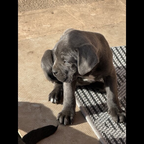 Cane Corso