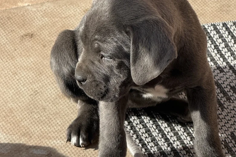 Cane Corso
