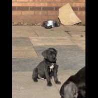 Cane Corso