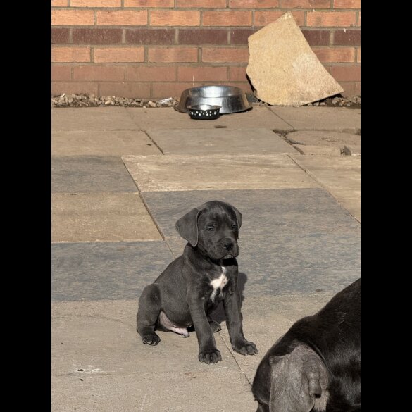 Cane Corso