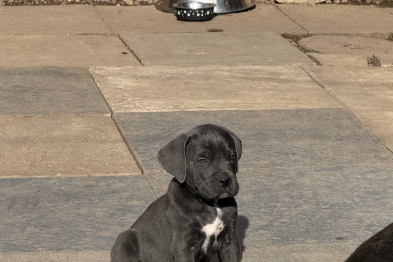 Cane Corso