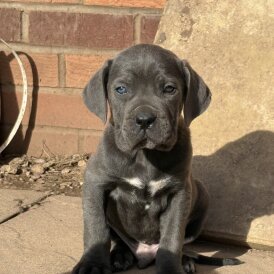Cane Corso