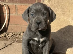 Cane Corso