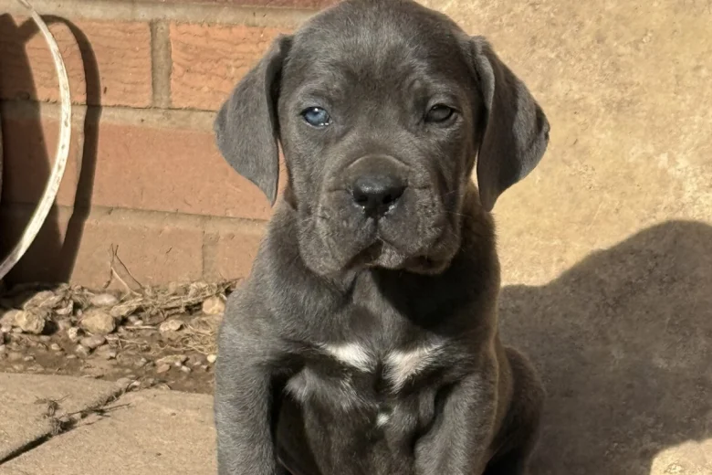 Cane Corso