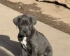 Cane Corso