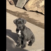 Cane Corso
