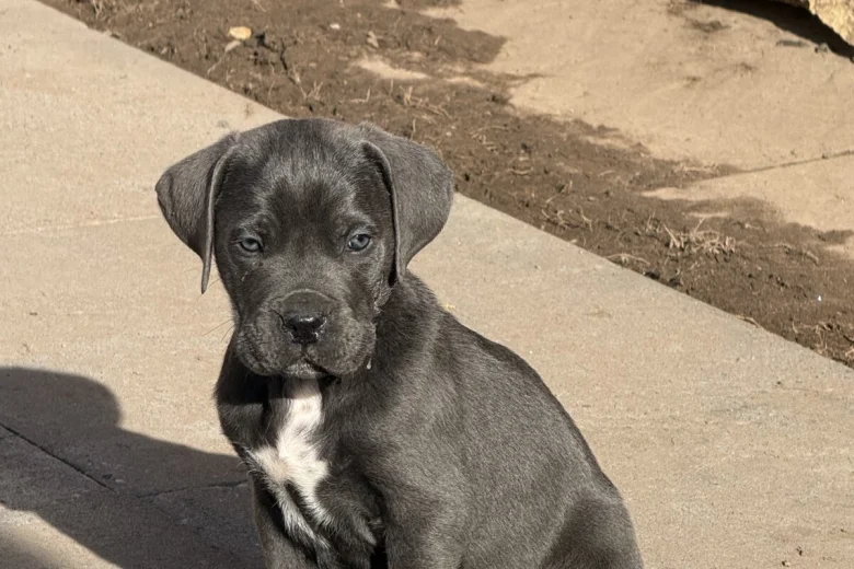 Cane Corso