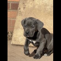 Cane Corso
