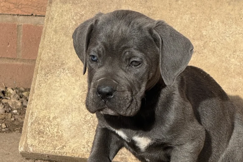 Cane Corso