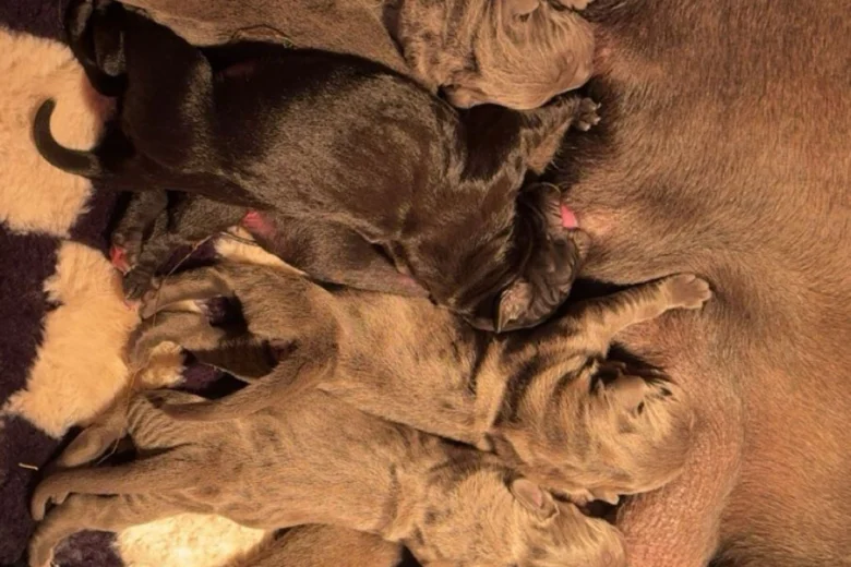 Cane Corso
