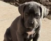 Cane Corso