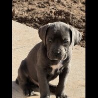 Cane Corso