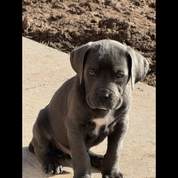 Cane Corso