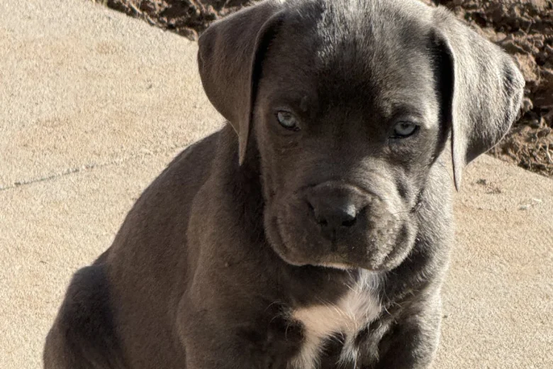 Cane Corso