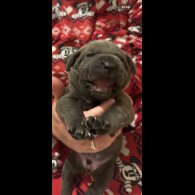 Cane Corso