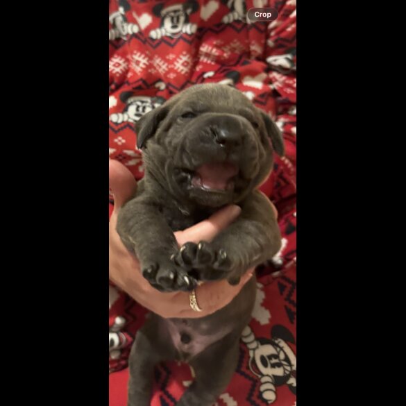 Cane Corso