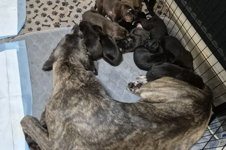 Cane Corso