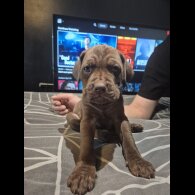 Cane Corso