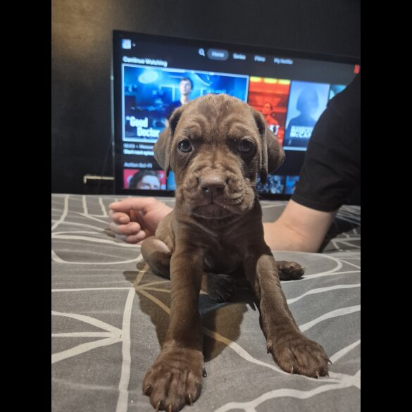 Cane Corso