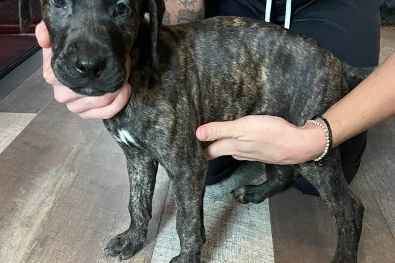 Cane Corso