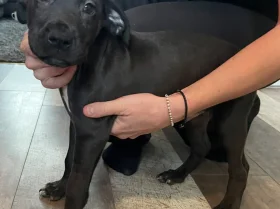 Cane Corso