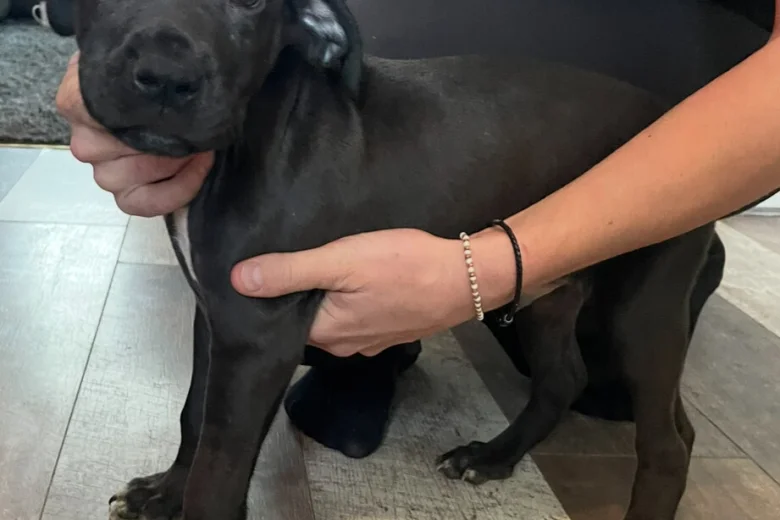 Cane Corso