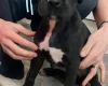 Cane Corso