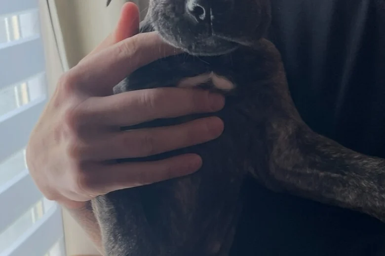 Cane Corso