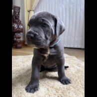 Cane Corso