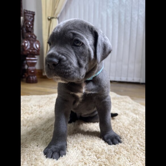 Cane Corso