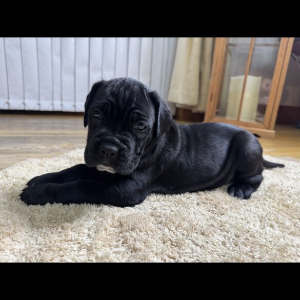Cane Corso