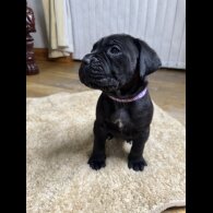 Cane Corso