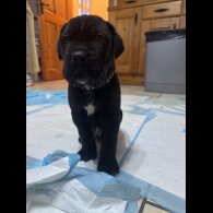Cane Corso
