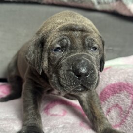 Cane Corso