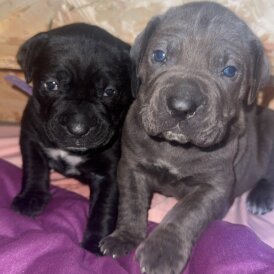 Cane Corso