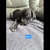 Cane Corso