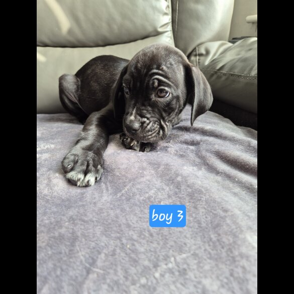 Cane Corso