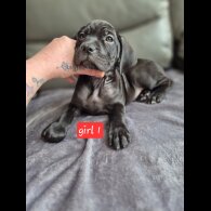 Cane Corso