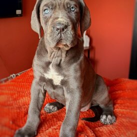 Cane Corso