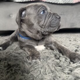 Cane Corso