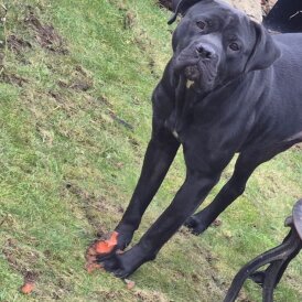 Cane Corso