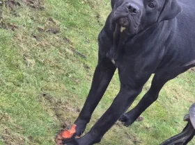 Cane Corso