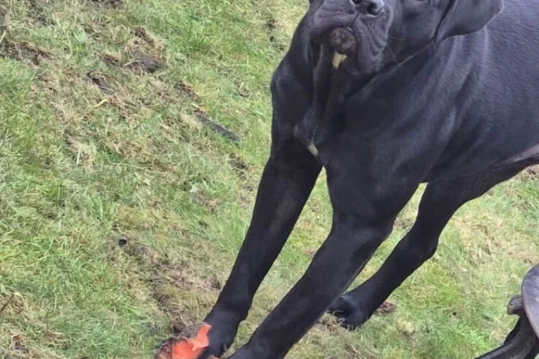 Cane Corso