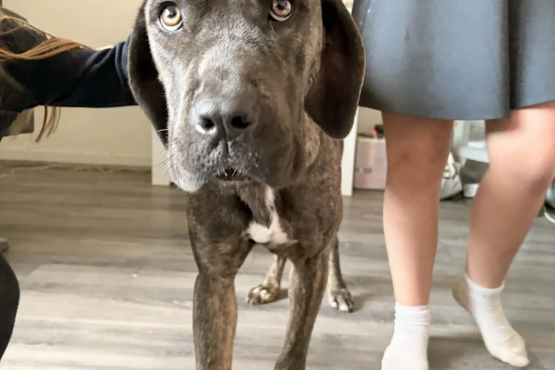 Cane Corso