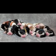 Cavalier King Charles Spaniel