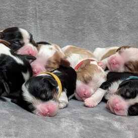 Cavalier King Charles Spaniel