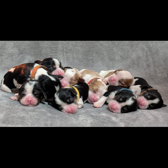 Cavalier King Charles Spaniel